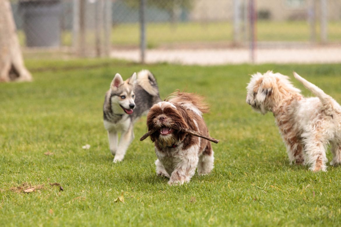 dogs at dog park 3 dogs running in the dog park