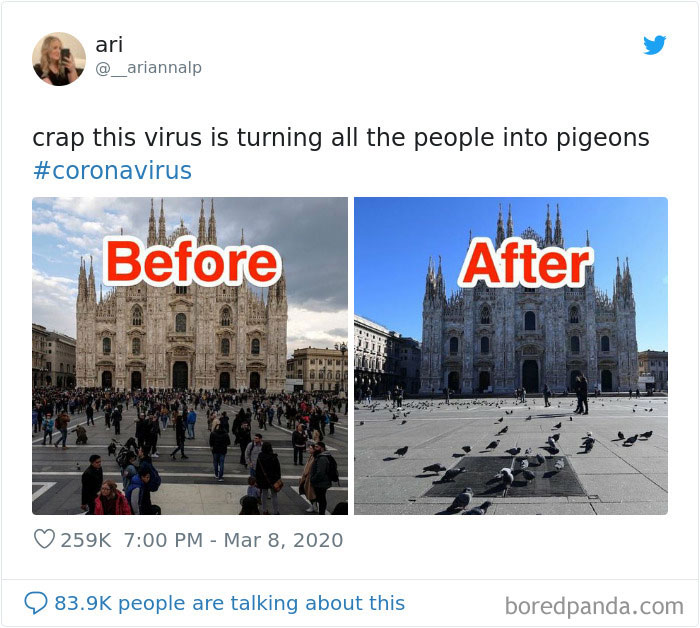 coronavirus-people-travel-jokes-pigeon