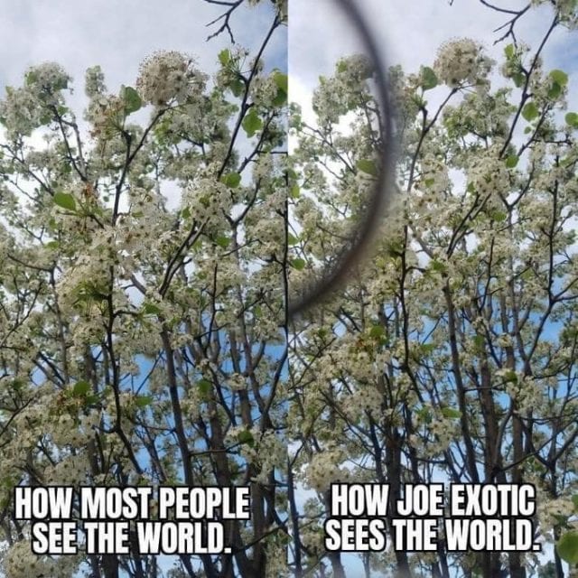 100+ Tiger King Memes to distract you from 2020 Melbourne Girl Stuff