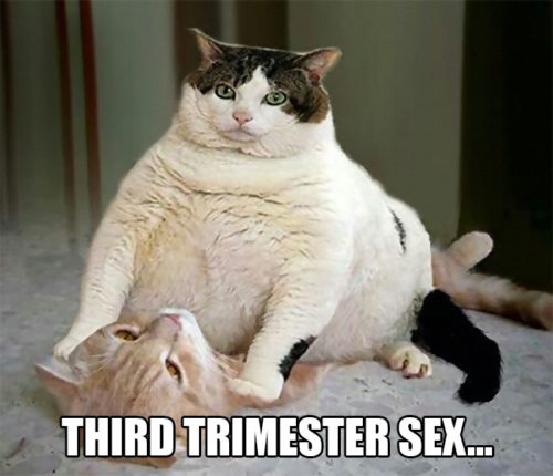 cats third 3rd trimester pregnany mem