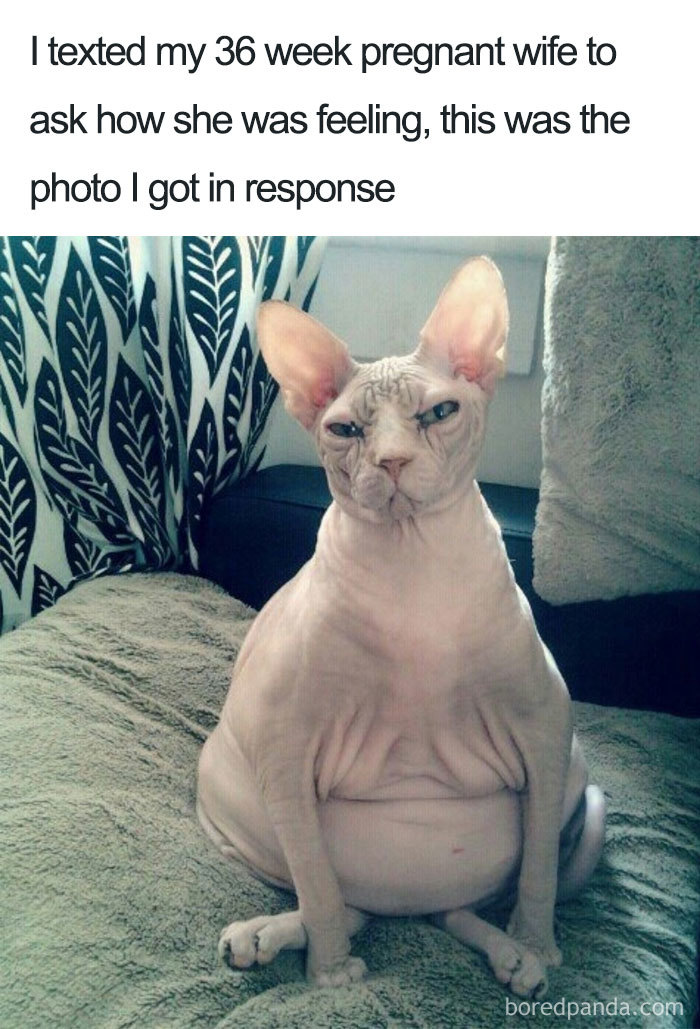 hairless cat pregnancy 36 week meme
