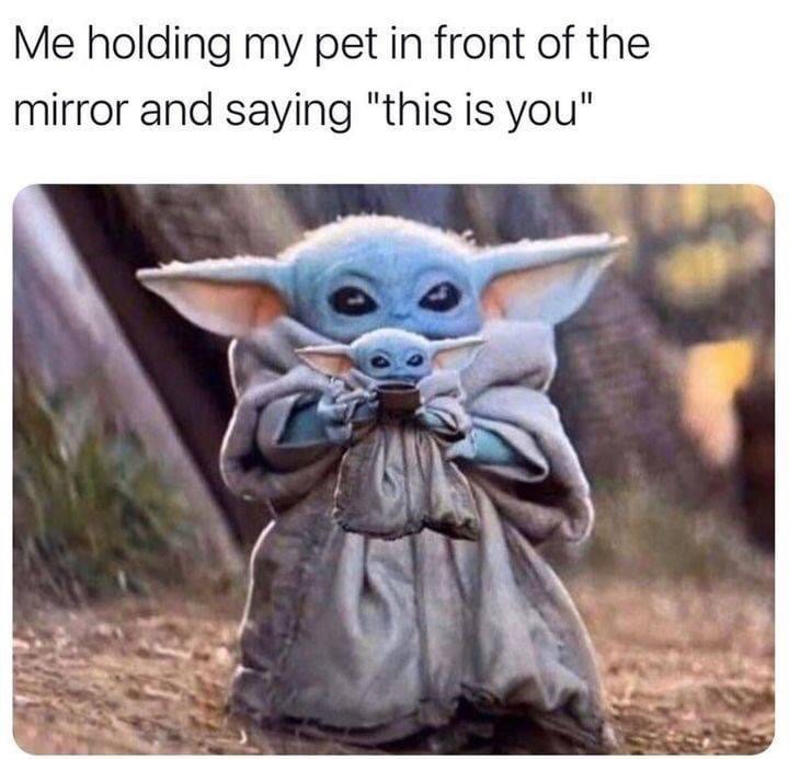 baby yoda pet in front of mirror disney meme star wars 