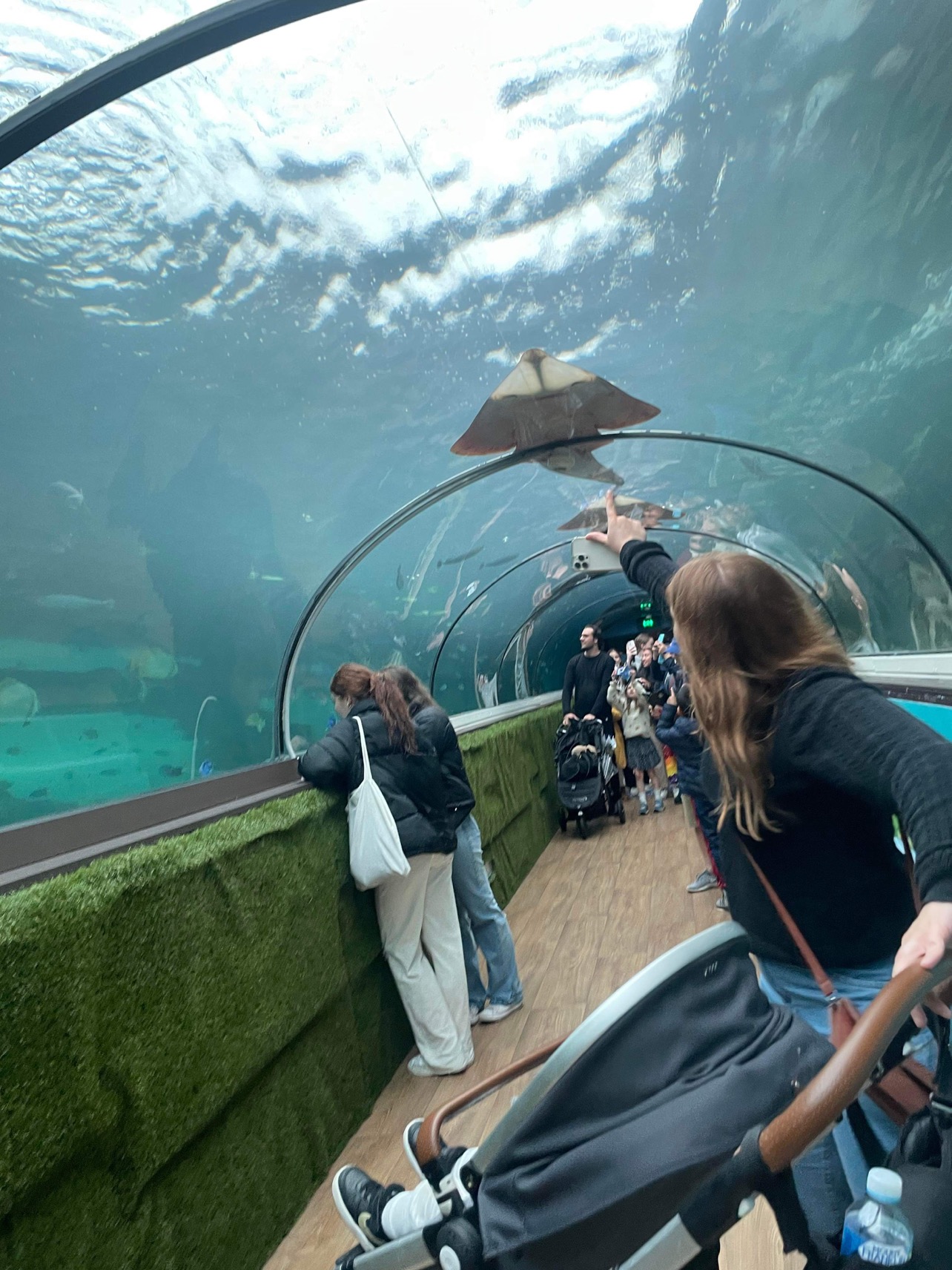 sea life sydney sting ray