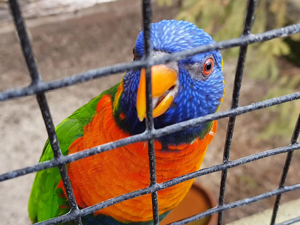 Australian Bird Rainbow Lorikeet