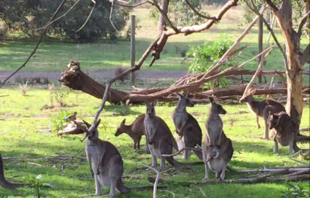 Bundoora Park Farm and Cafe Kangaroos