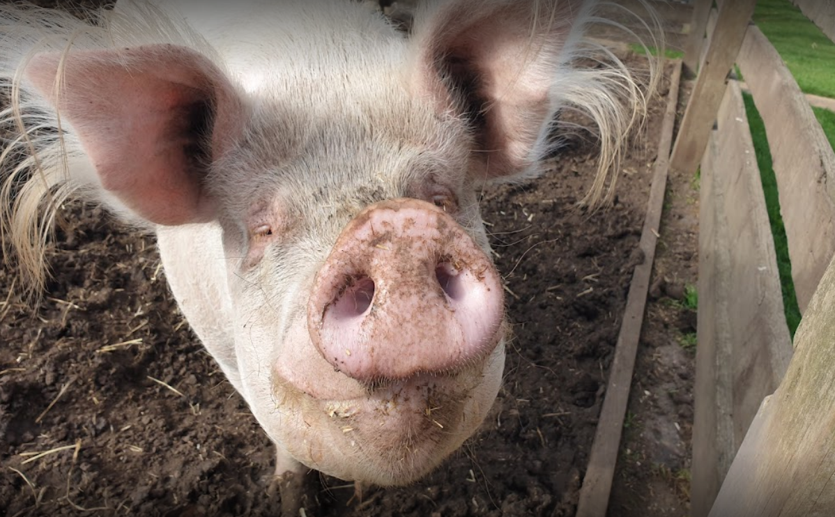 Bundoora Park Farm and Cafe pig