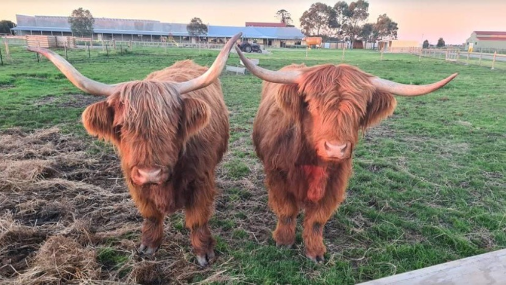 Caldermeade Farm Cafe bulls
