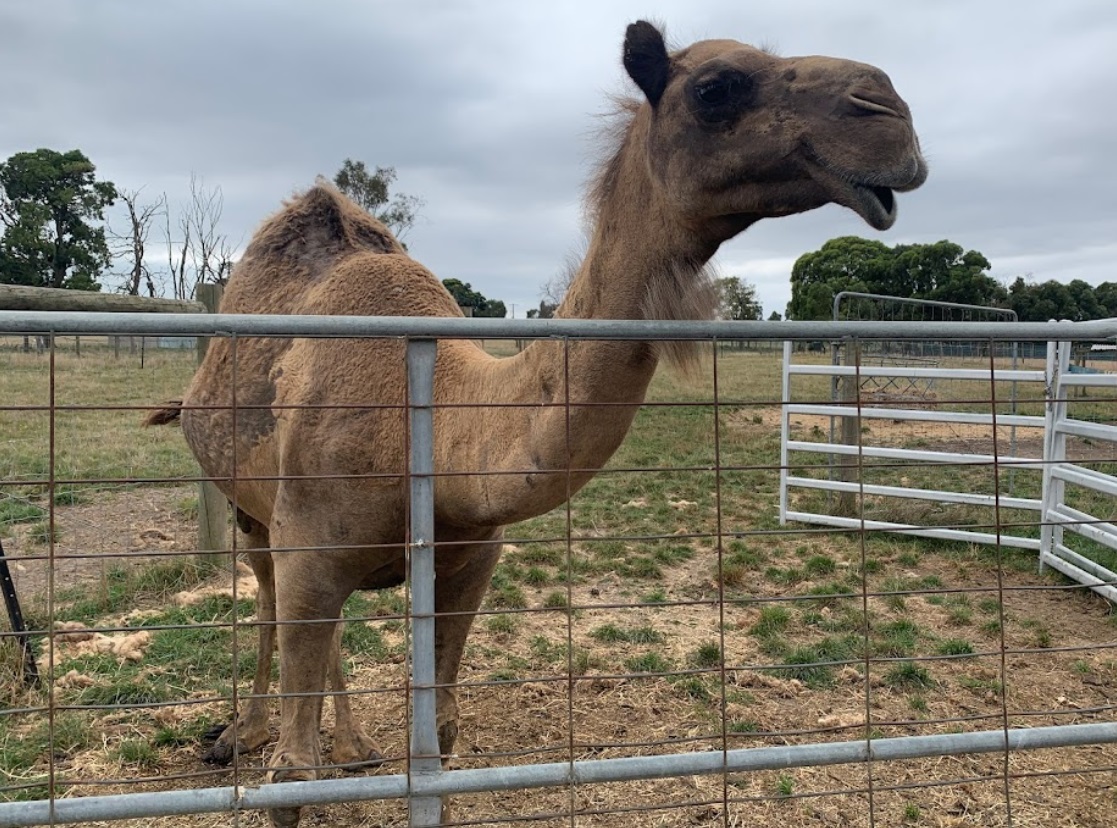 Chesterfield Farm Homestead camel