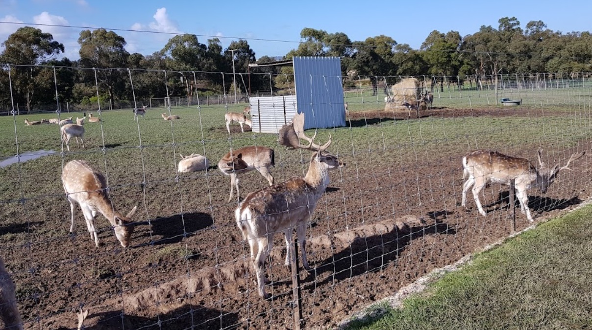 Chesterfield Farm Homestead deer