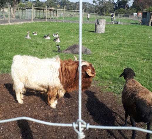 Chesterfield Farm Homestead emu animals