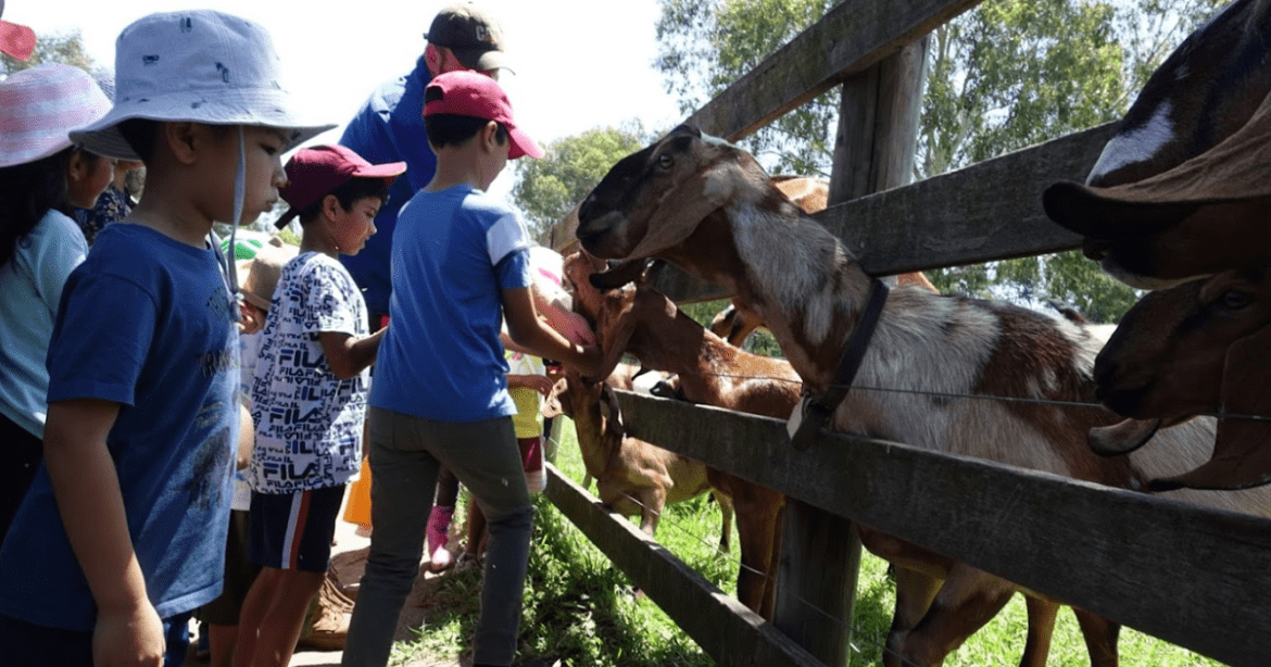 Collingwood Childrens Farm Goats