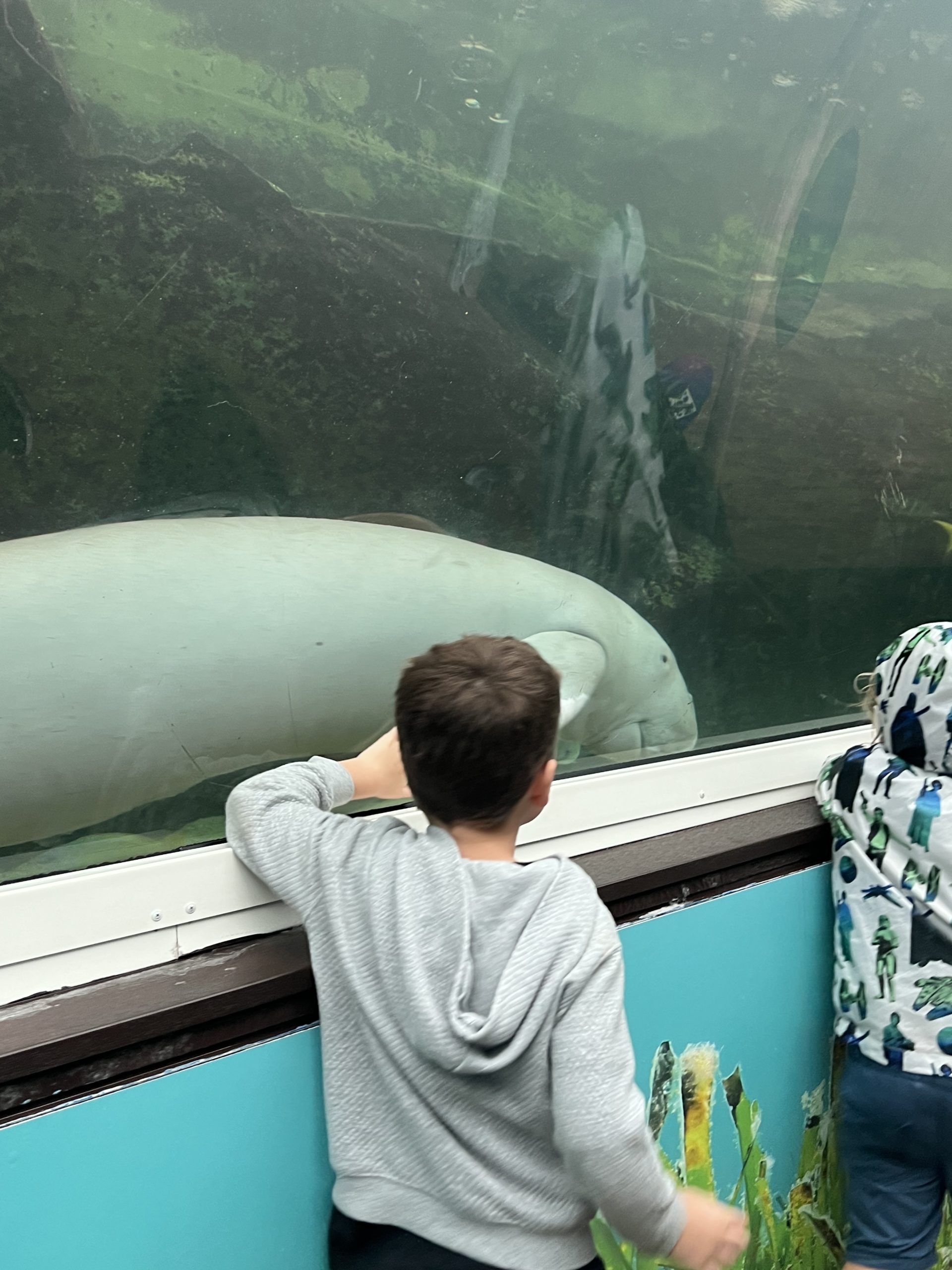 dugongs sydney sea life aquarium 