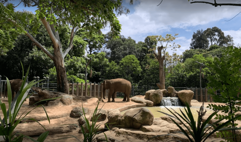 Elephants Melbourne Zoo Victoria