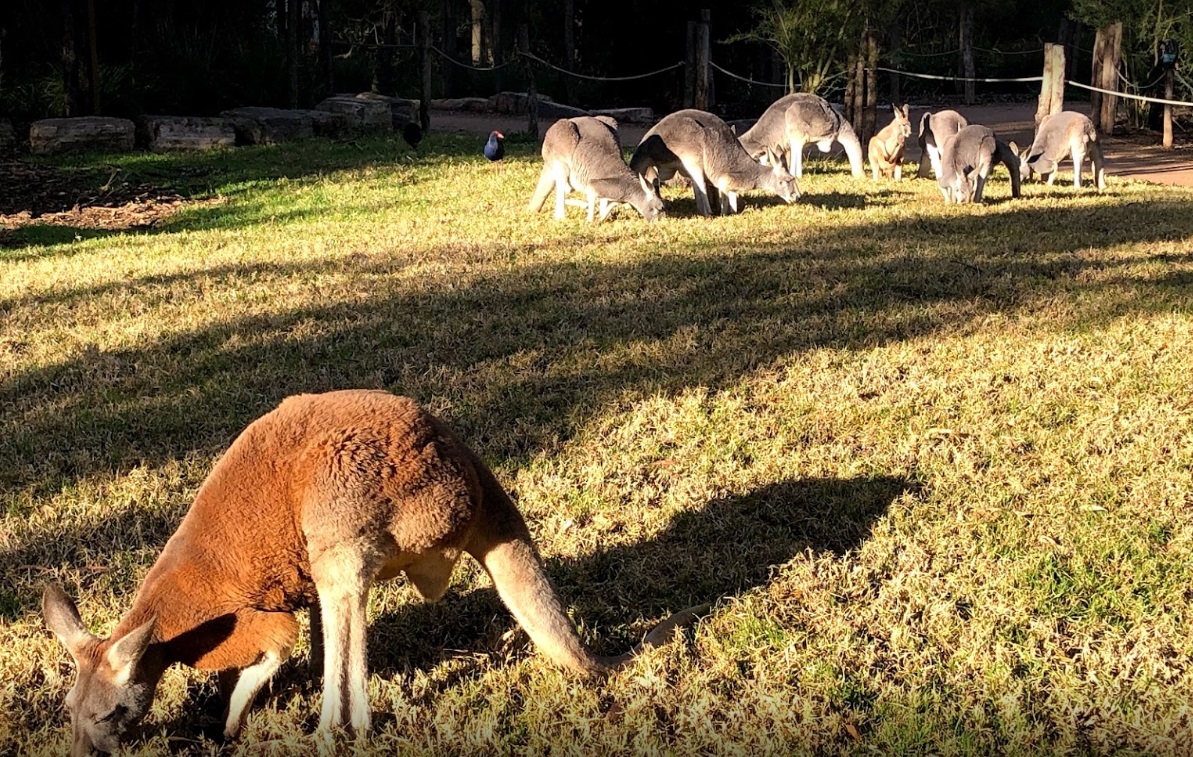 Healesville Sanctuary Kangaroos