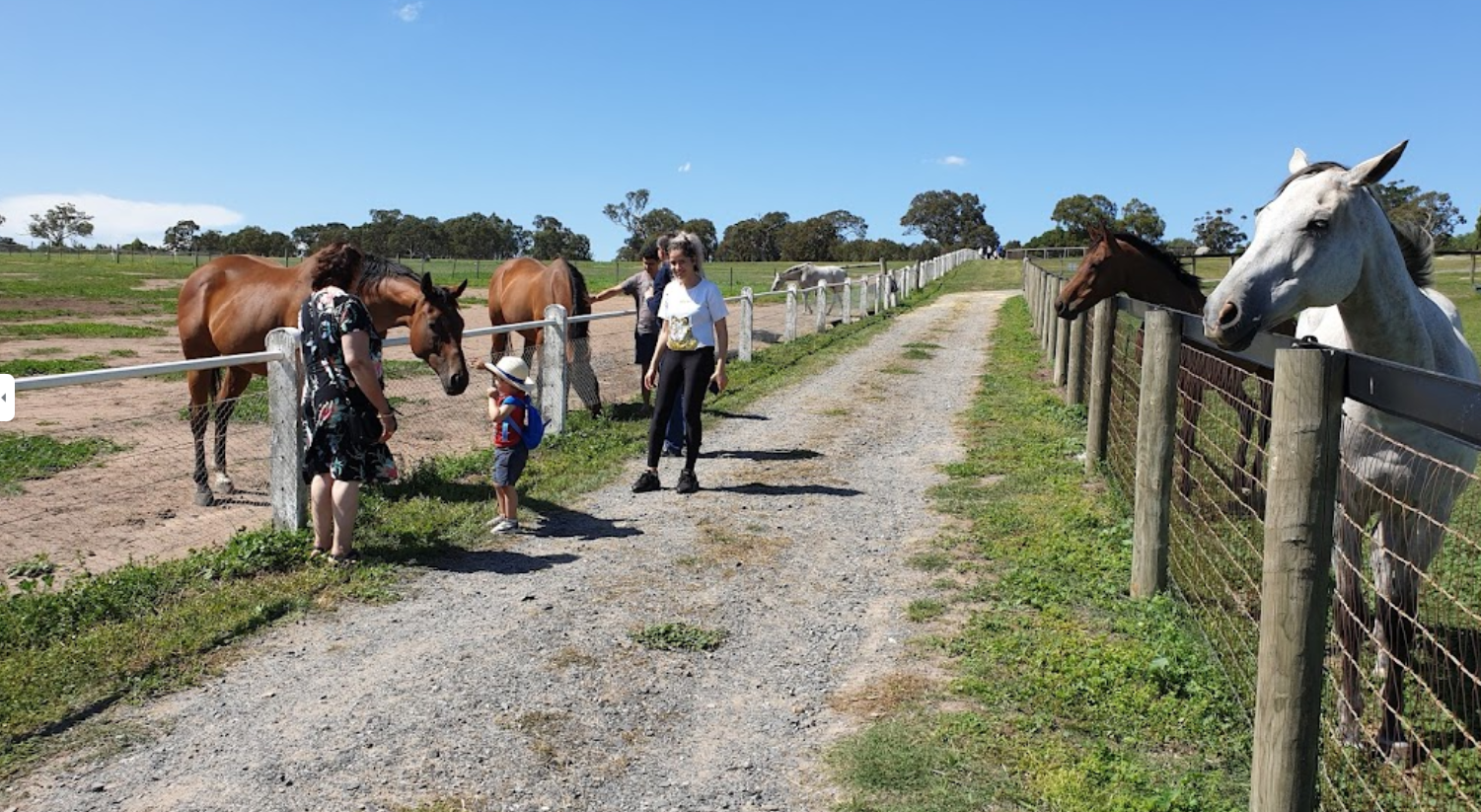 Living Legends Greenvale Horses kid