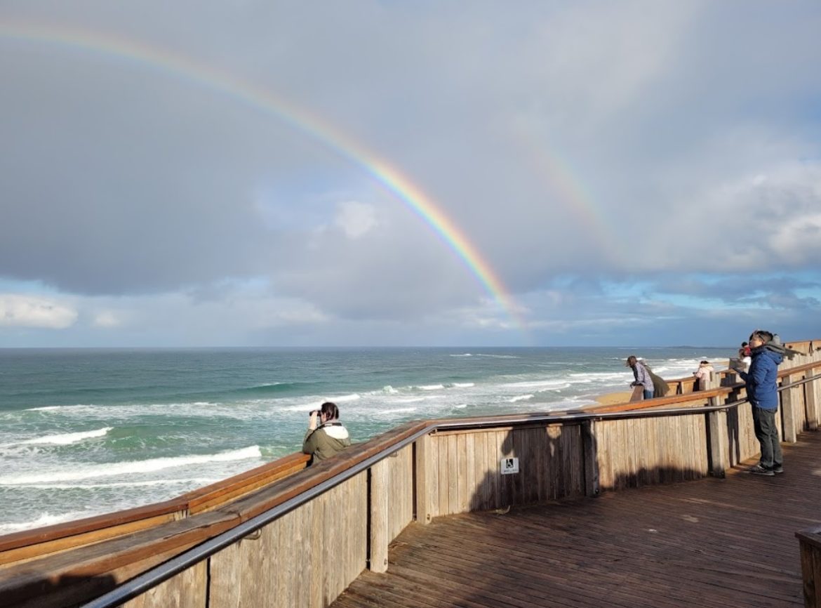 Logans Beach Whale Watching