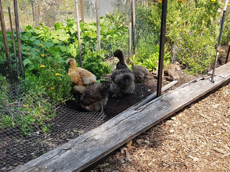 Silkies Montsalvat chickens