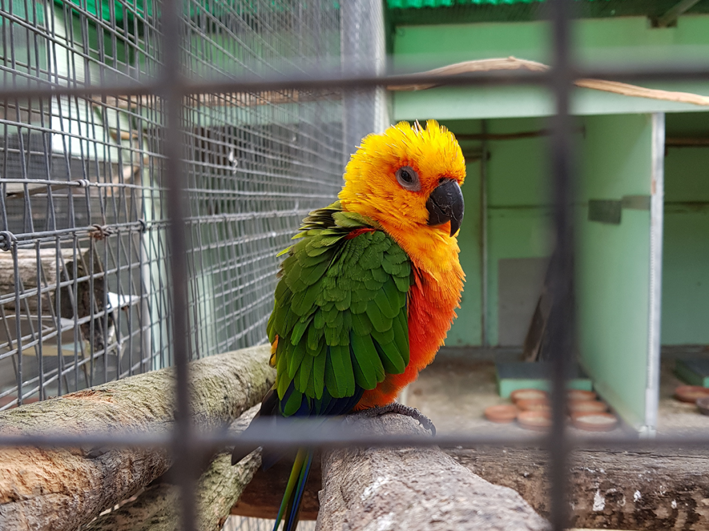 a cool bird at bird world ballarat