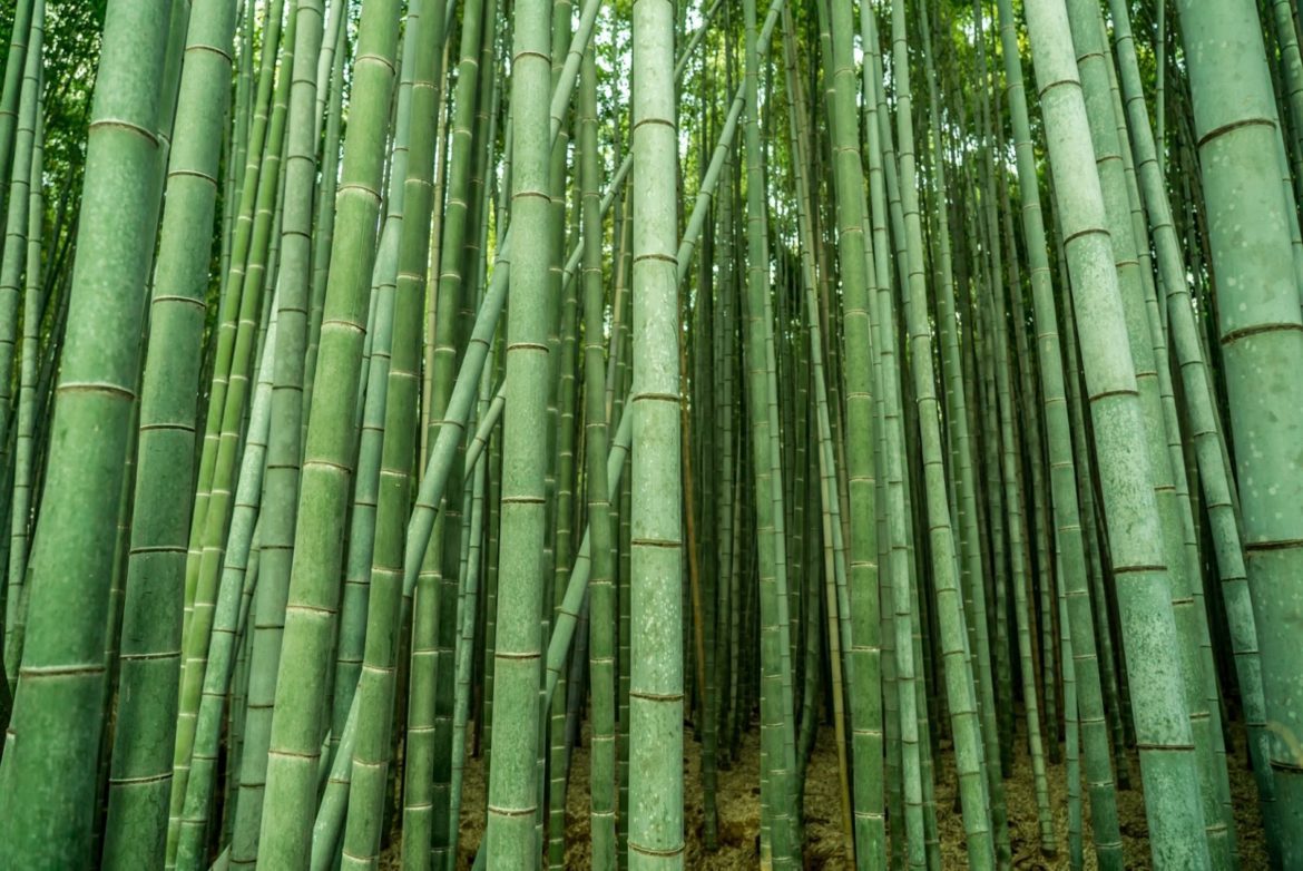 bamboo articles
