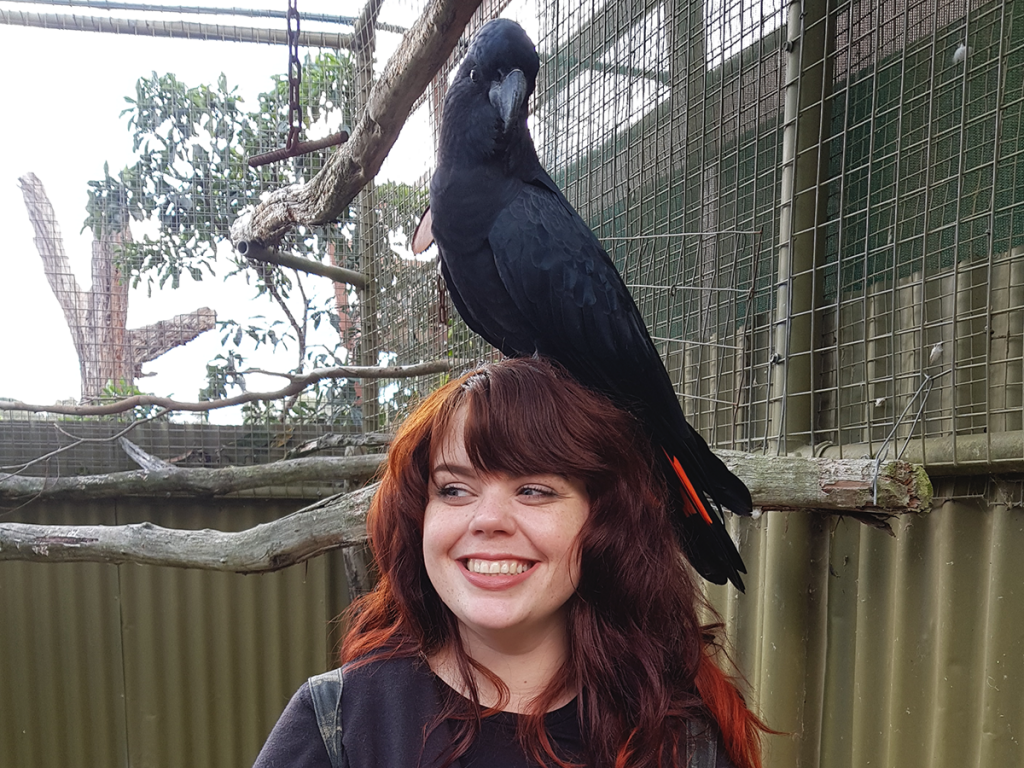 black cockatoo on head at ballarat bird world melbourne