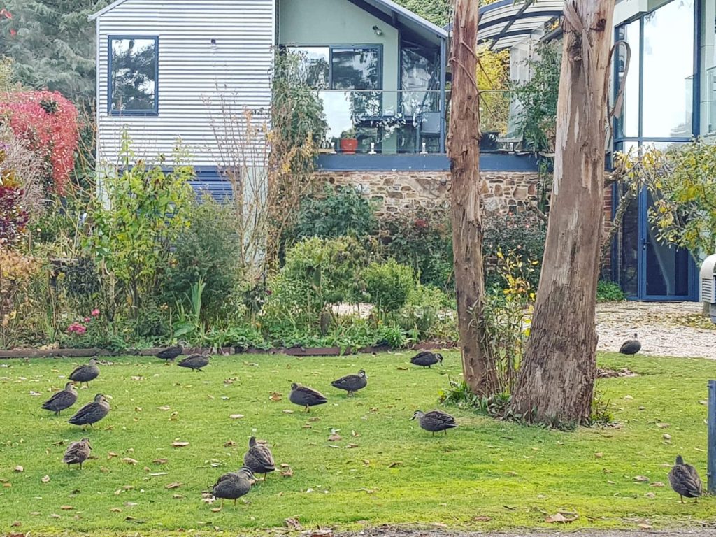 ducks trentham victoria