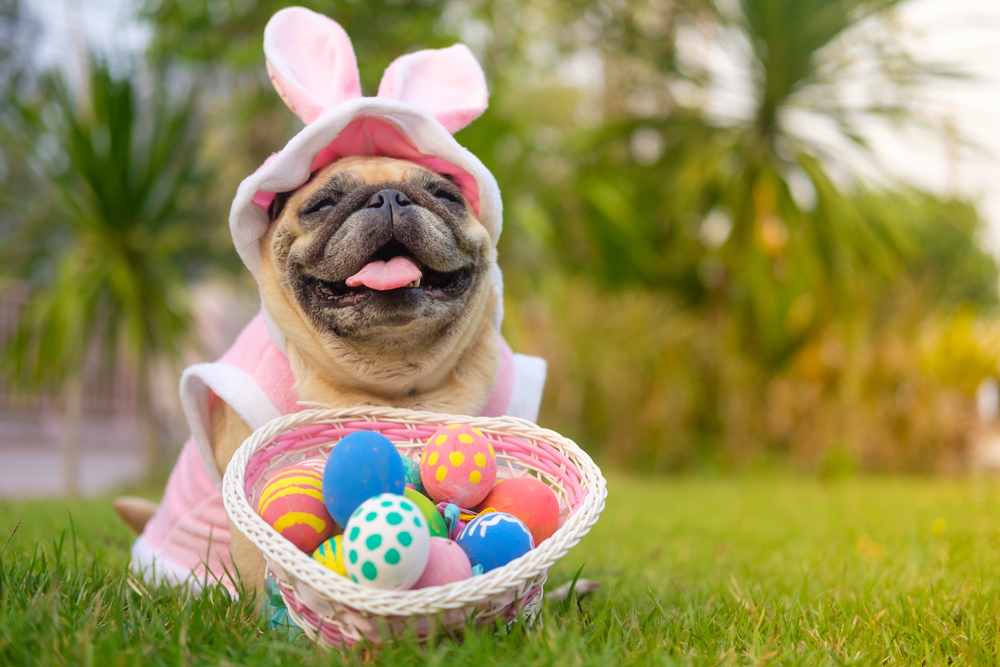 easter costume pet dog pug