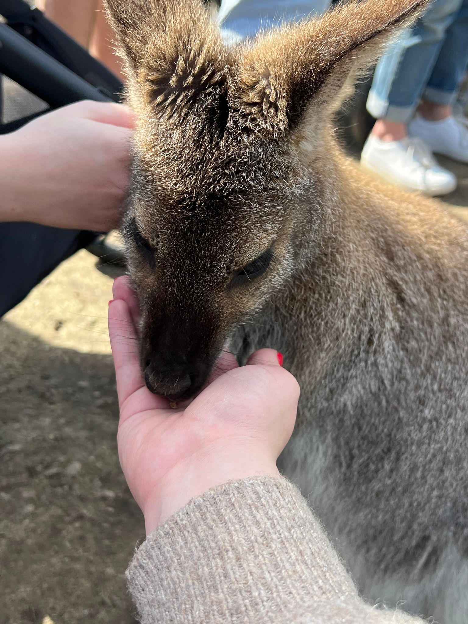 feeding wallaby funky farm hastings