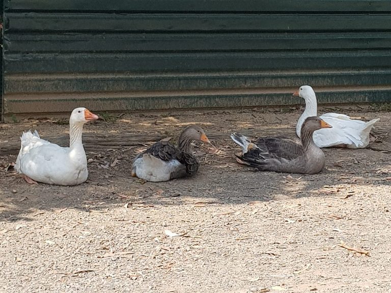 geese Montsalvat australia