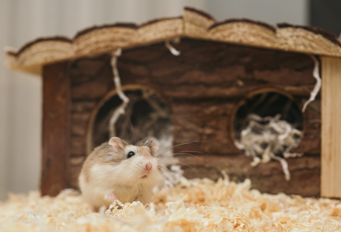 hamsters australia hamsters australia