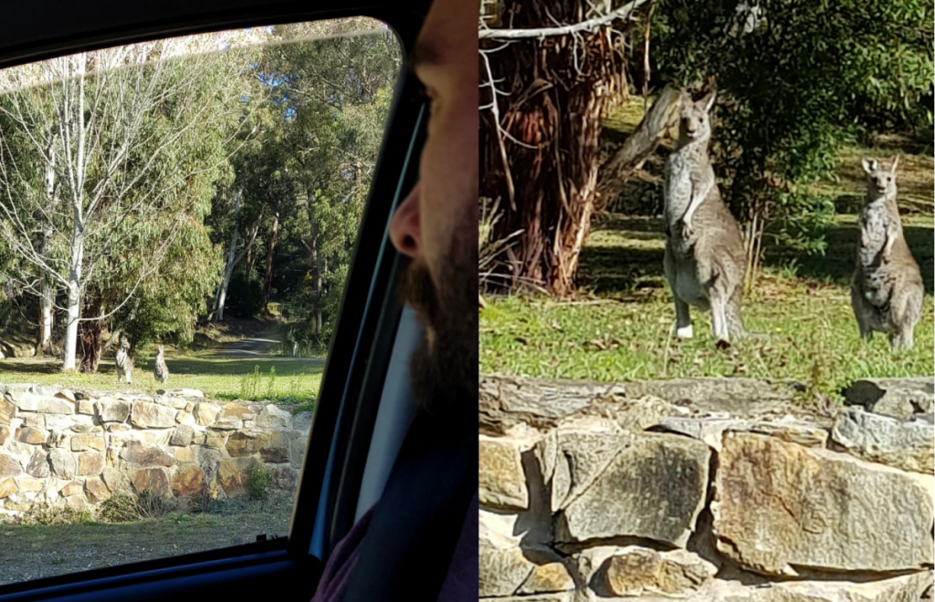 kangaroos trentham victoria