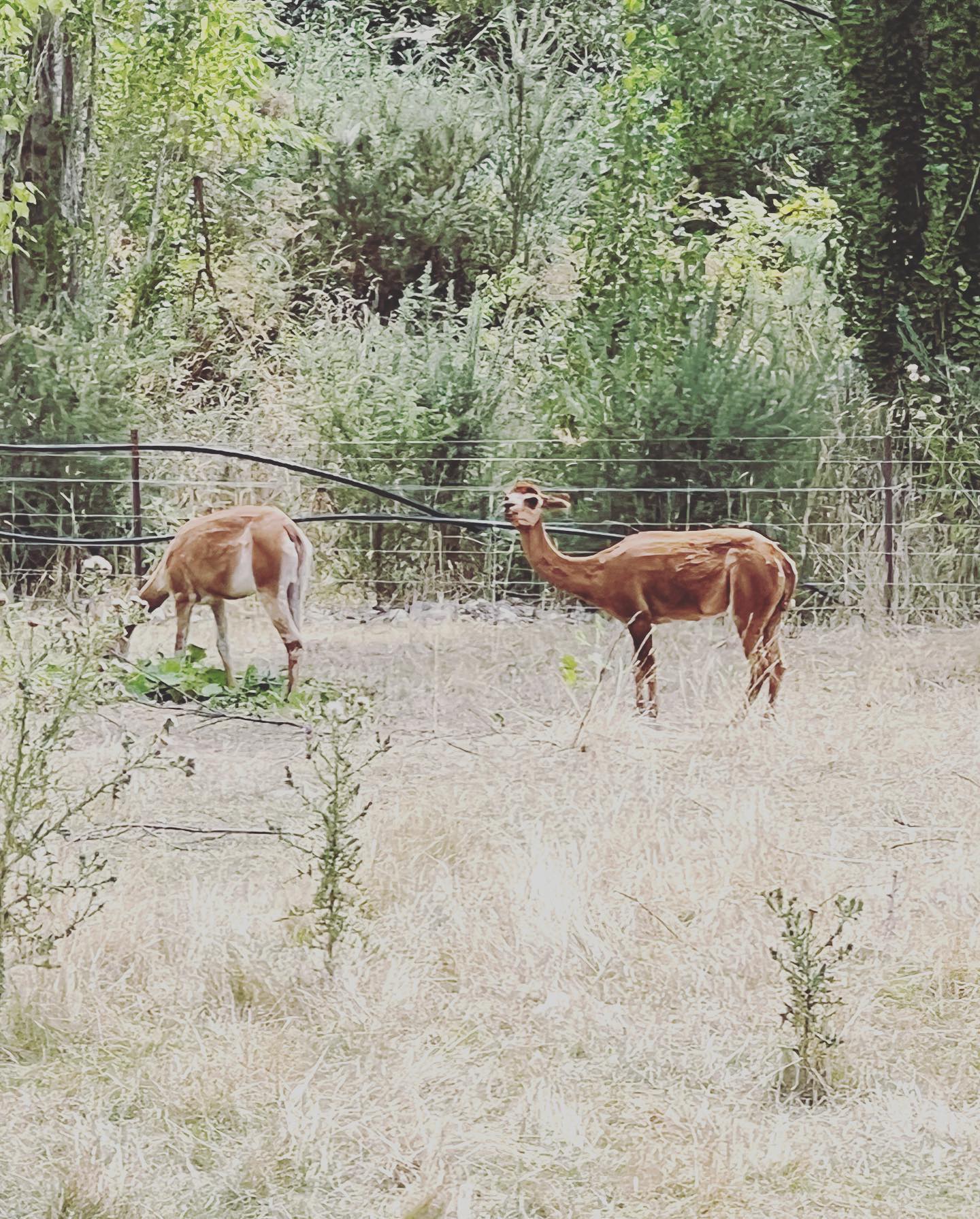 lavandula swiss italian farm alpacas llamas