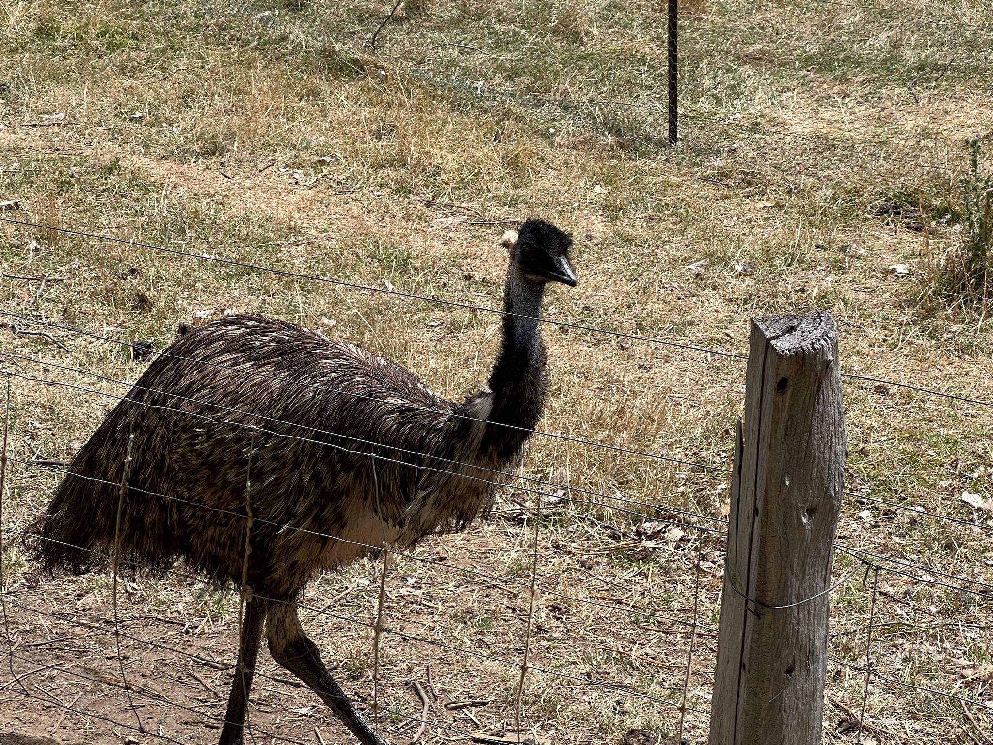 lavandula swiss italian farm emu