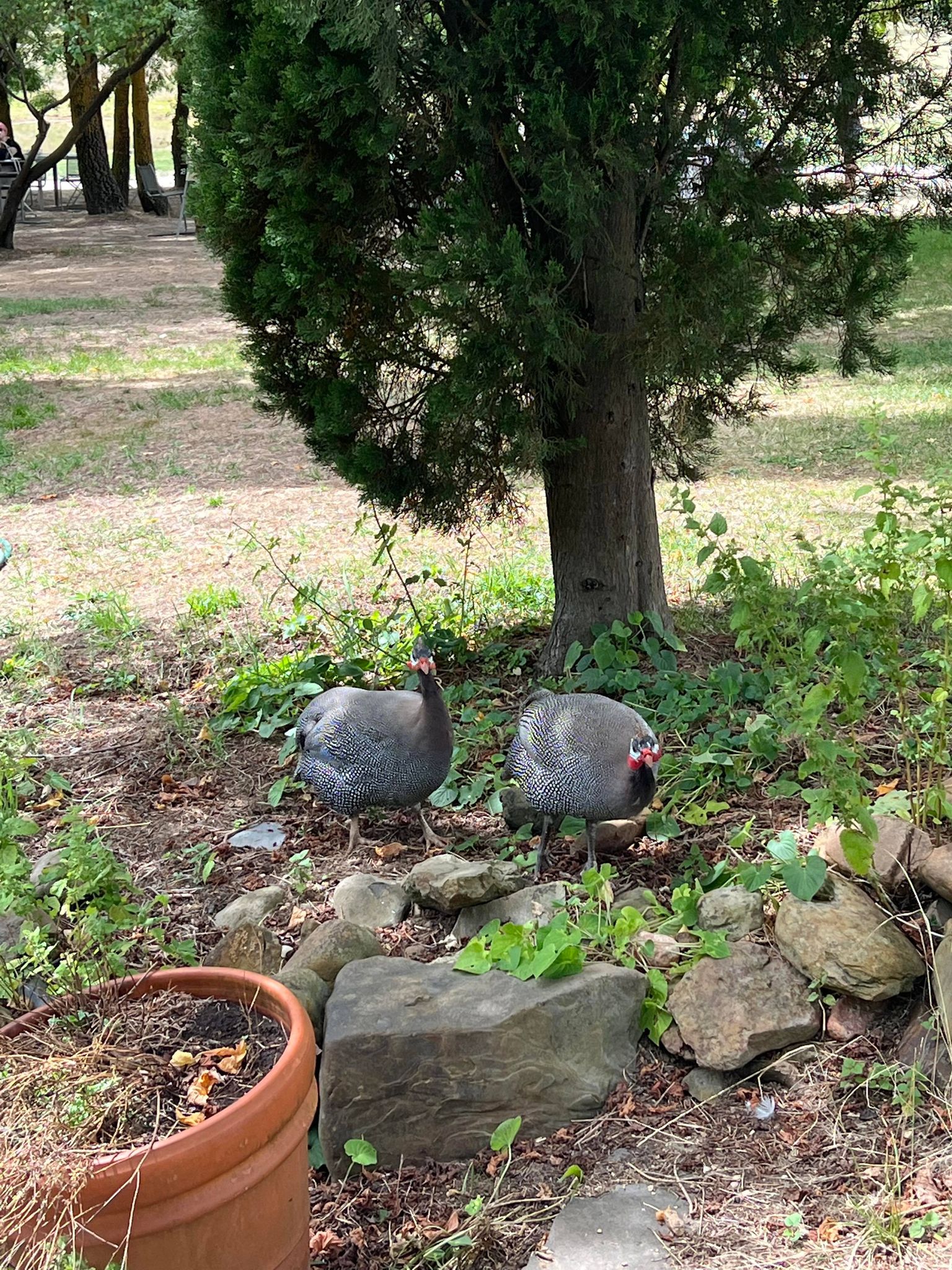 lavandula swiss italian guineafowl 