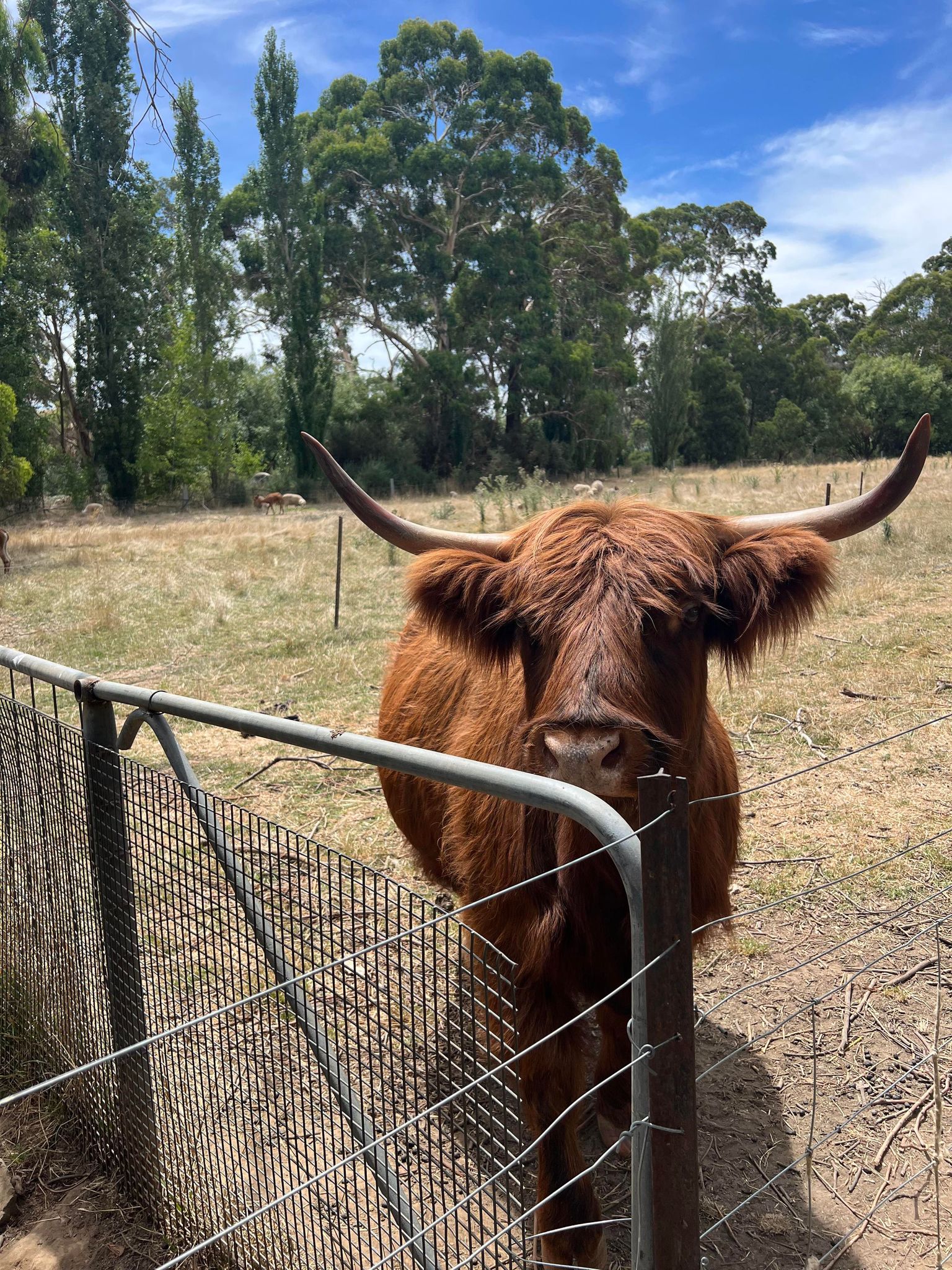 lavandula swiss italian farm highland cow 