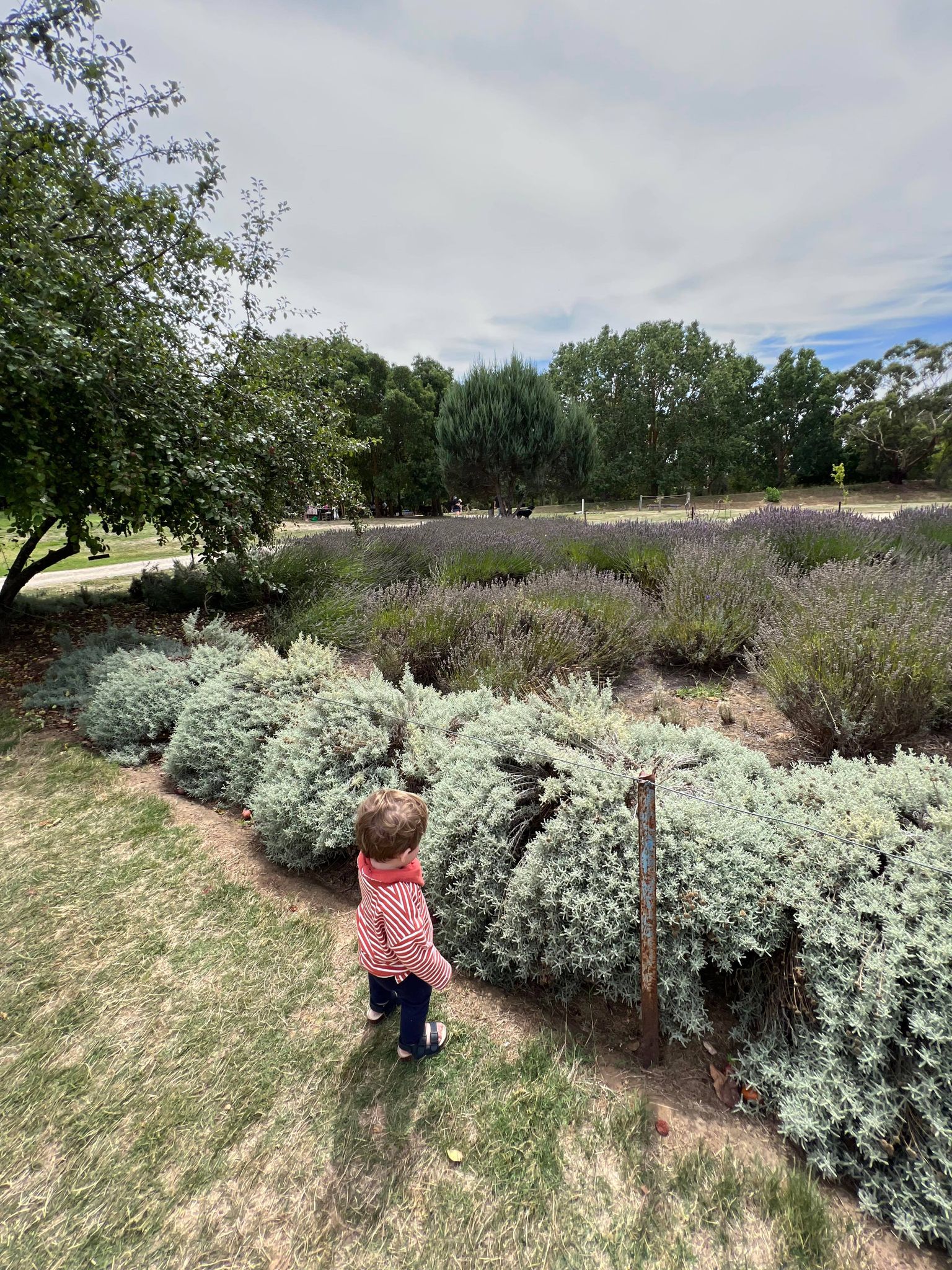 lavandula swiss italian lavender fields 