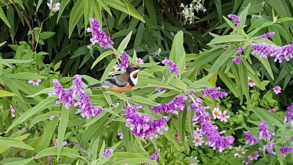 royal botanic gardens melbourne bird