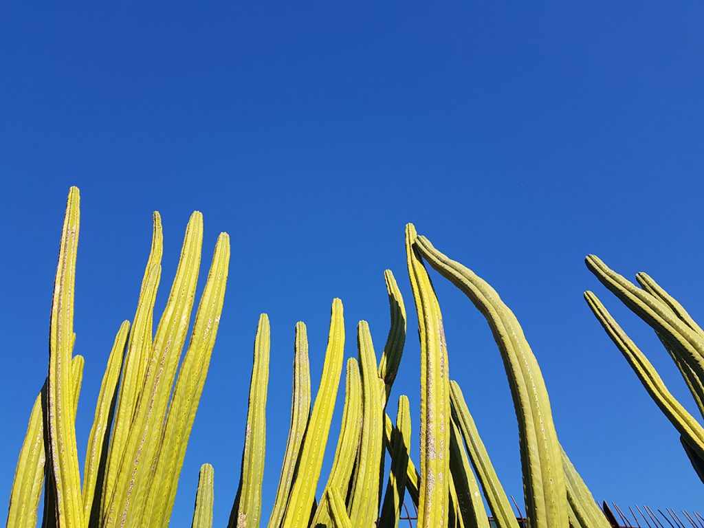 royal botanic gardens melbourne cactus