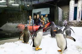 sea life sydney penguin ride