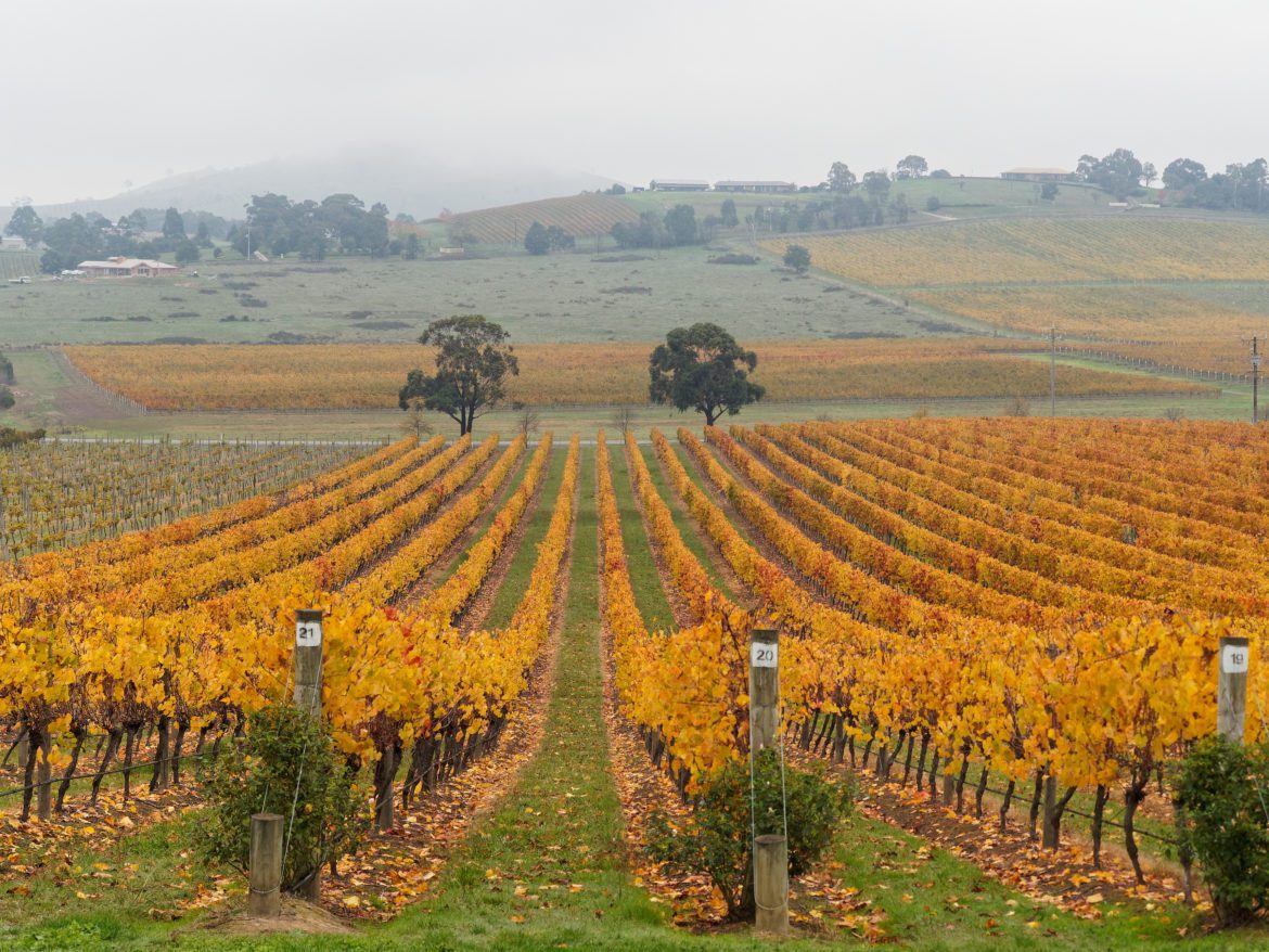 Things to Do in The Yarra Valley | Melbourne Girl Stuff