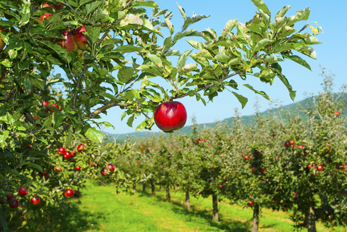 Apple orchard