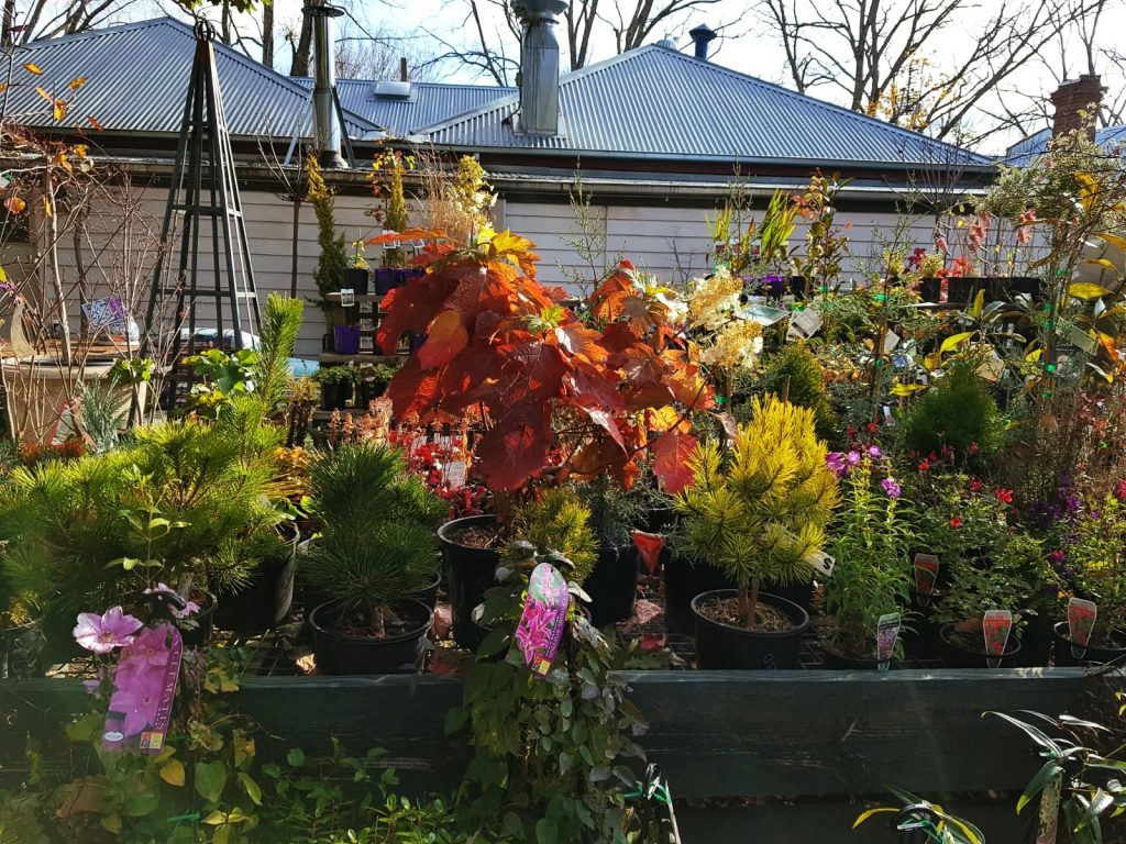 trentham nursery victoria