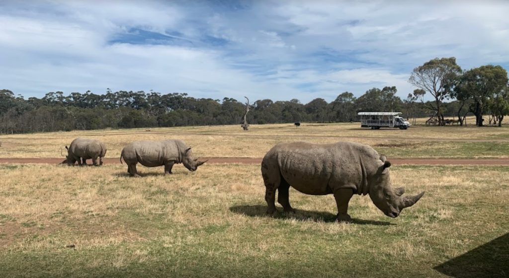 werribee open range zoo rhino bus tour